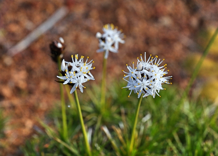 Western Australian Plants Boryaceae